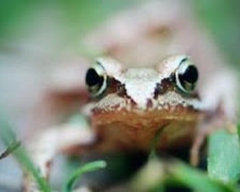 Begin je dag met de moeilijkste taak – eat the frog