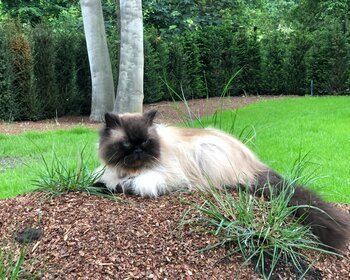 Wat kan je van katten leren over zelfzorg?